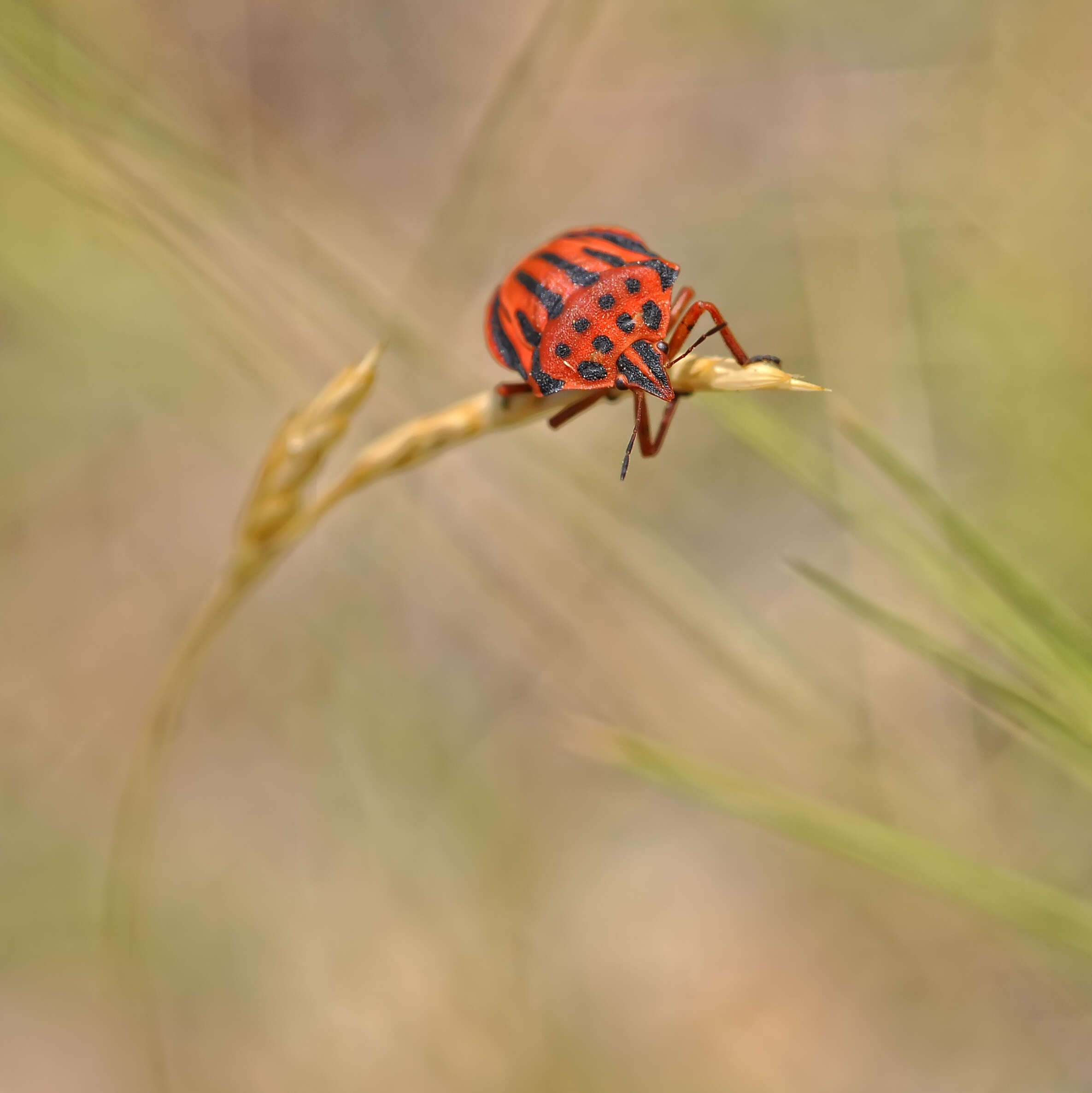 Image of <i>Graphosoma semipunctatum</i>