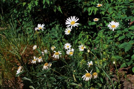 Image of Oxeye Daisy