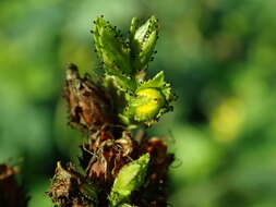 Image of mountain St. John's Wort