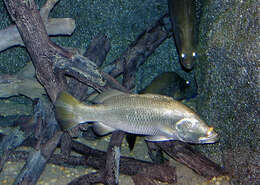 Image of Asian seabass