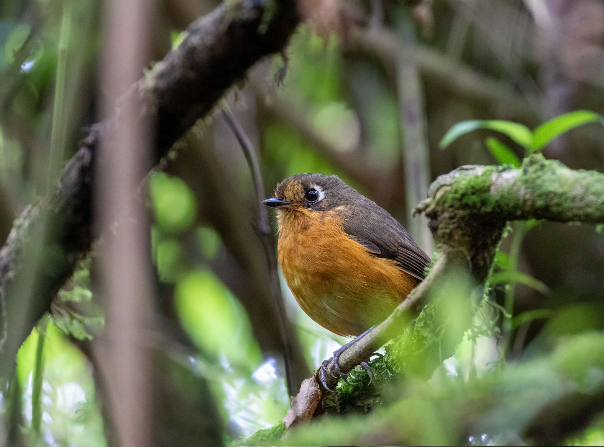 Image of Rufous-breasted Antpitta