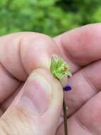 Слика од Viola subsinuata (Greene) Greene