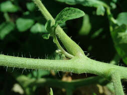 Image of Solanum lycopersicum var. cerasiforme