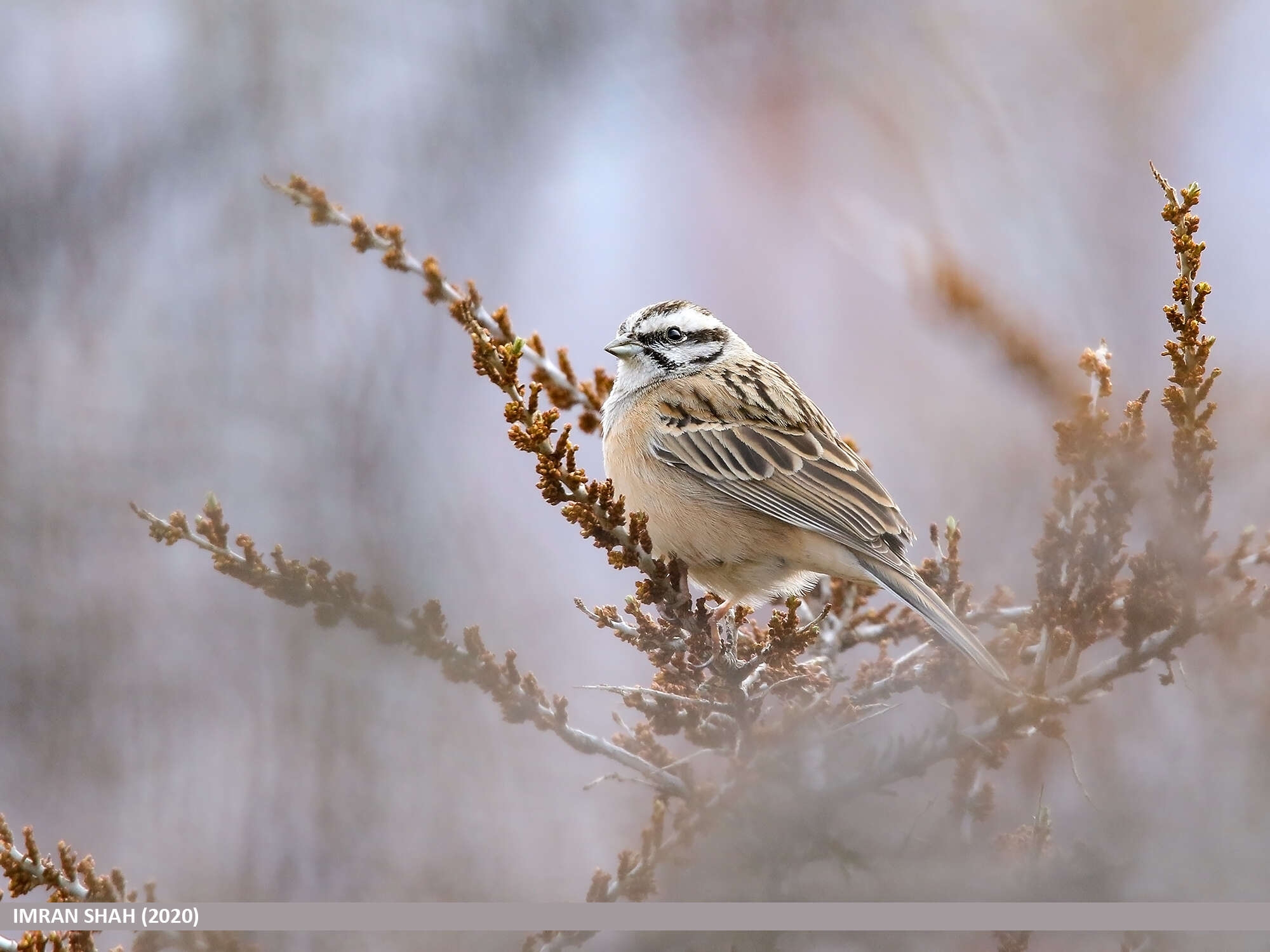 Image of European Rock Bunting