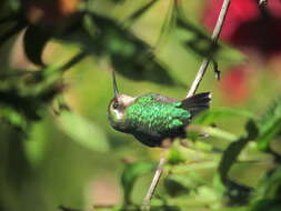 Image of Western Emerald