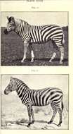 Image of zebra