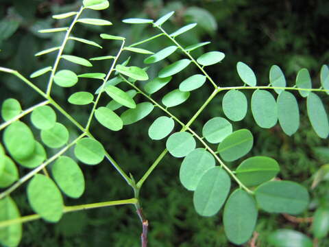 Image of beadtree