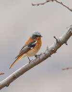 Image of Eversmann's Redstart