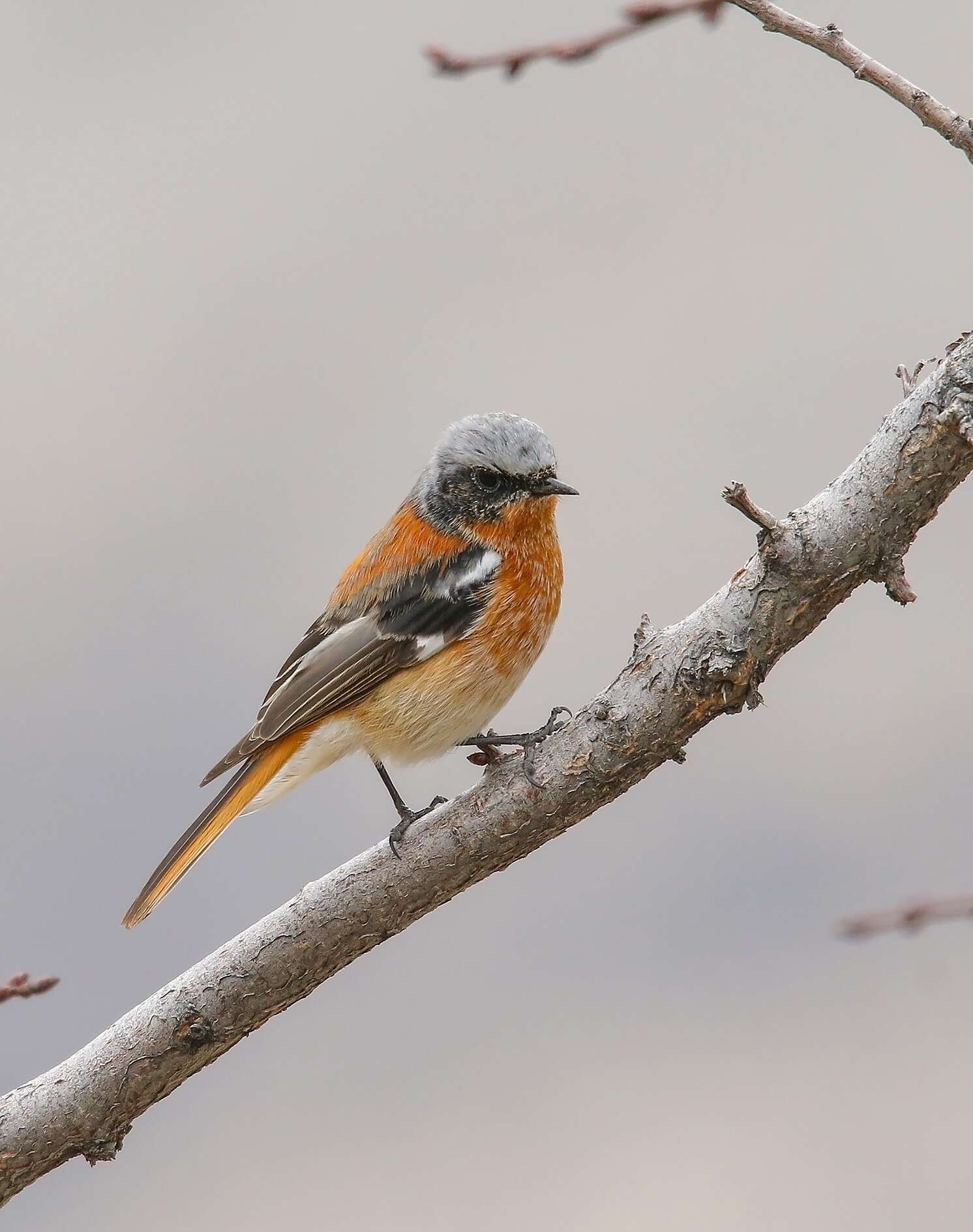 Image of Eversmann's Redstart