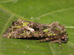 Image of orache moth