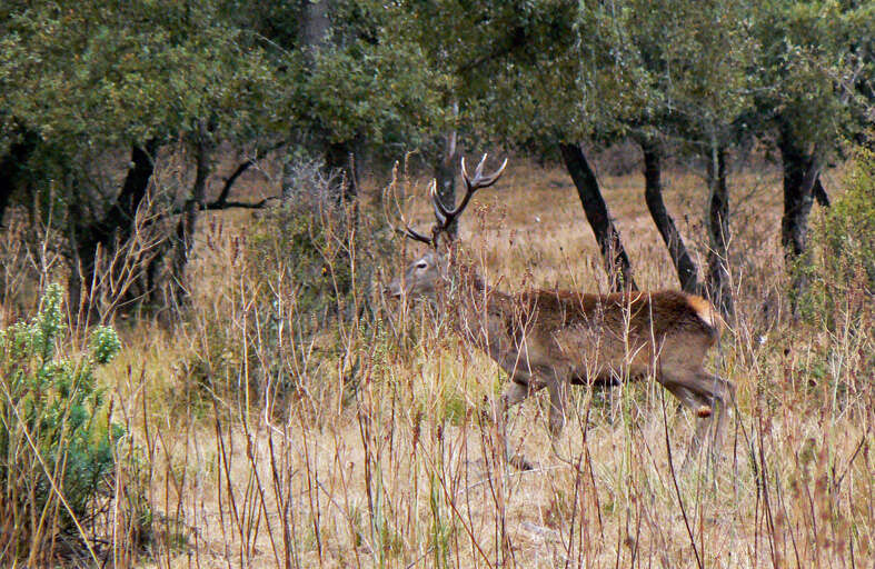 Image of Cervus elaphus hispanicus Hilzheimer 1909