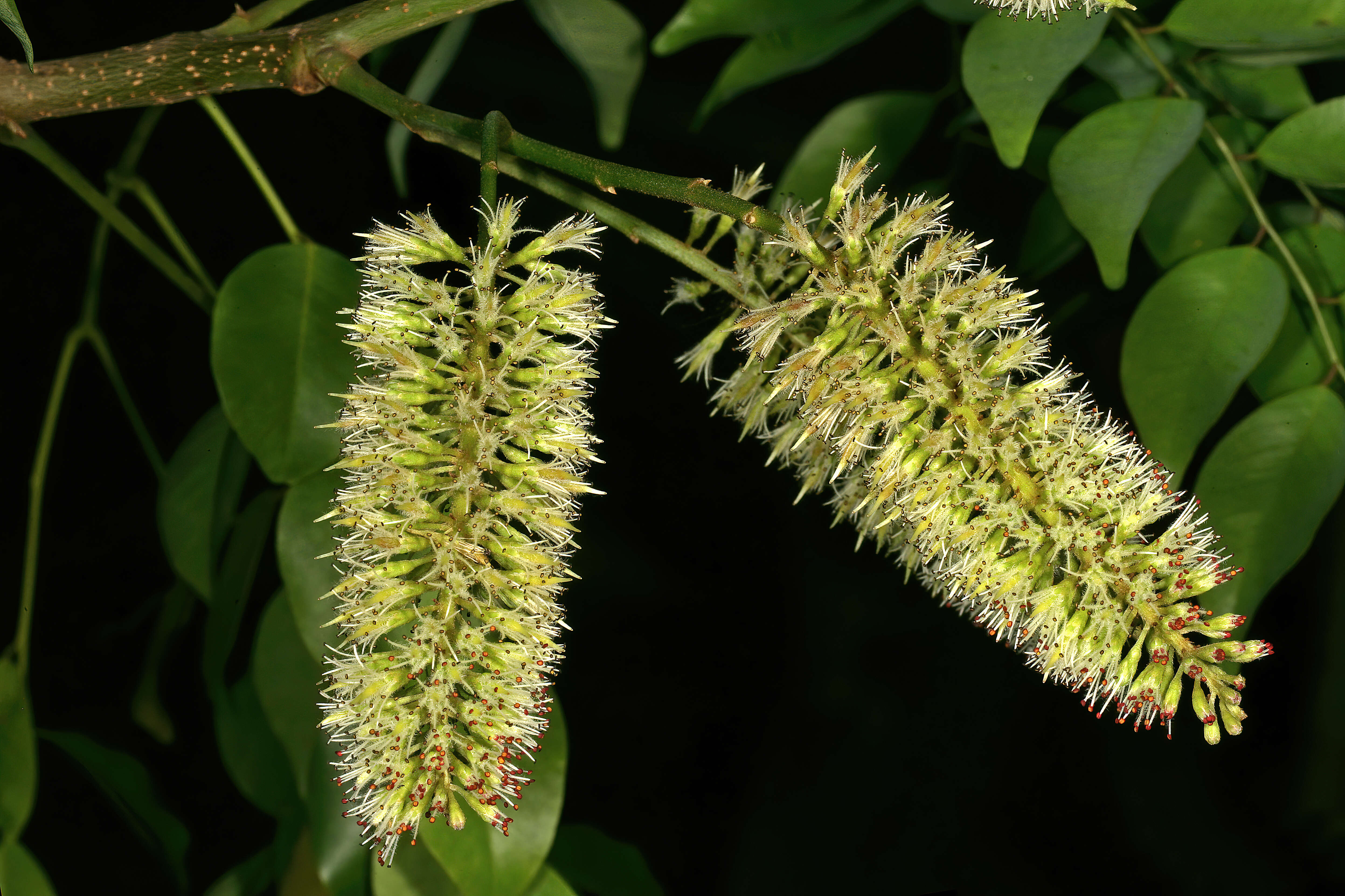 Plancia ëd Erythrophleum lasianthum Corbishley