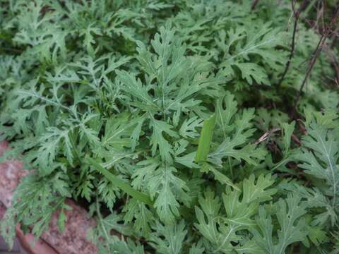 Image of Santa Maria feverfew