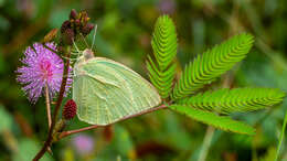 Image of Catopsilia pyranthe (Linnaeus 1758)