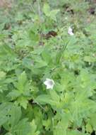 Image of Thunberg's geranium