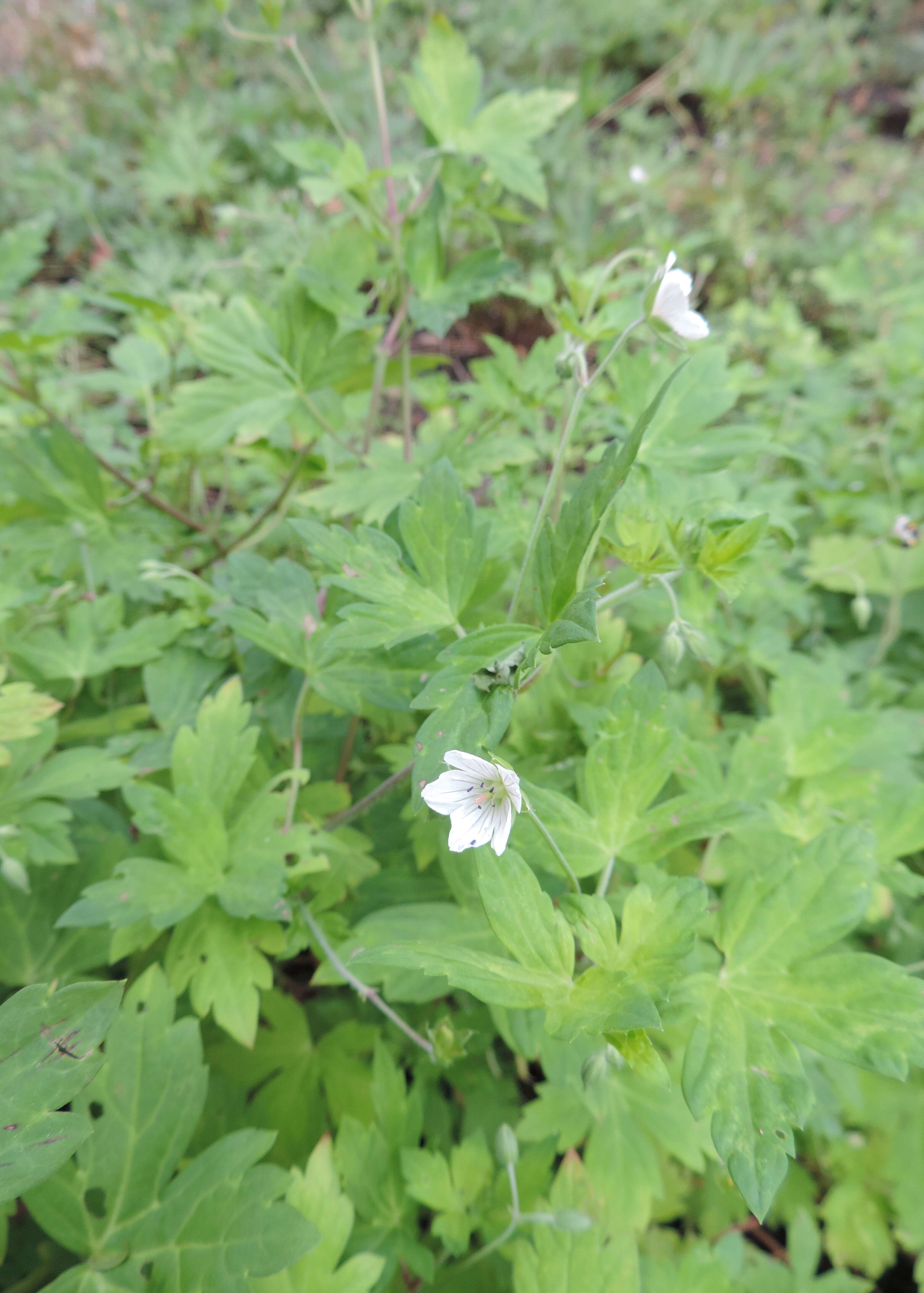 Image of Thunberg's geranium