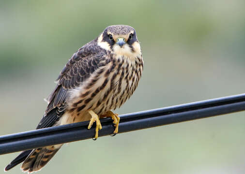 Image of Eurasian Hobby