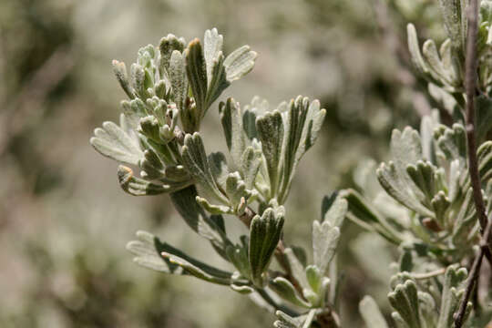 Image of big sagebrush