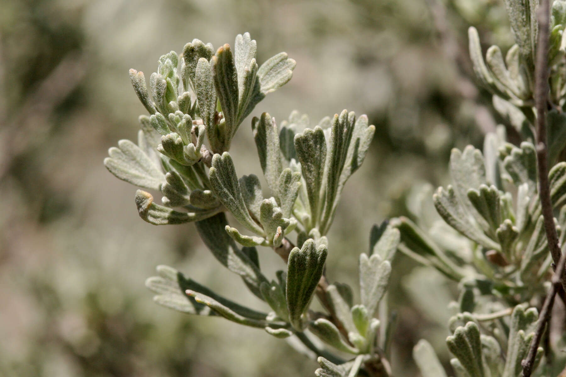 Imagem de Artemisia tridentata (Nutt.) W. A. Weber