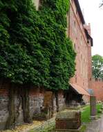 Image of English ivy