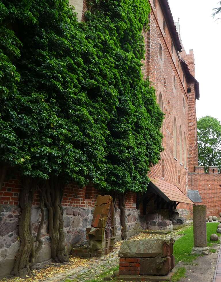 Image of English ivy