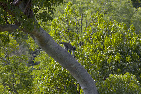 Image of Green Monkey