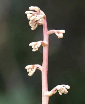 Imagem de Cyrtosia septentrionalis (Rchb. fil.) Garay