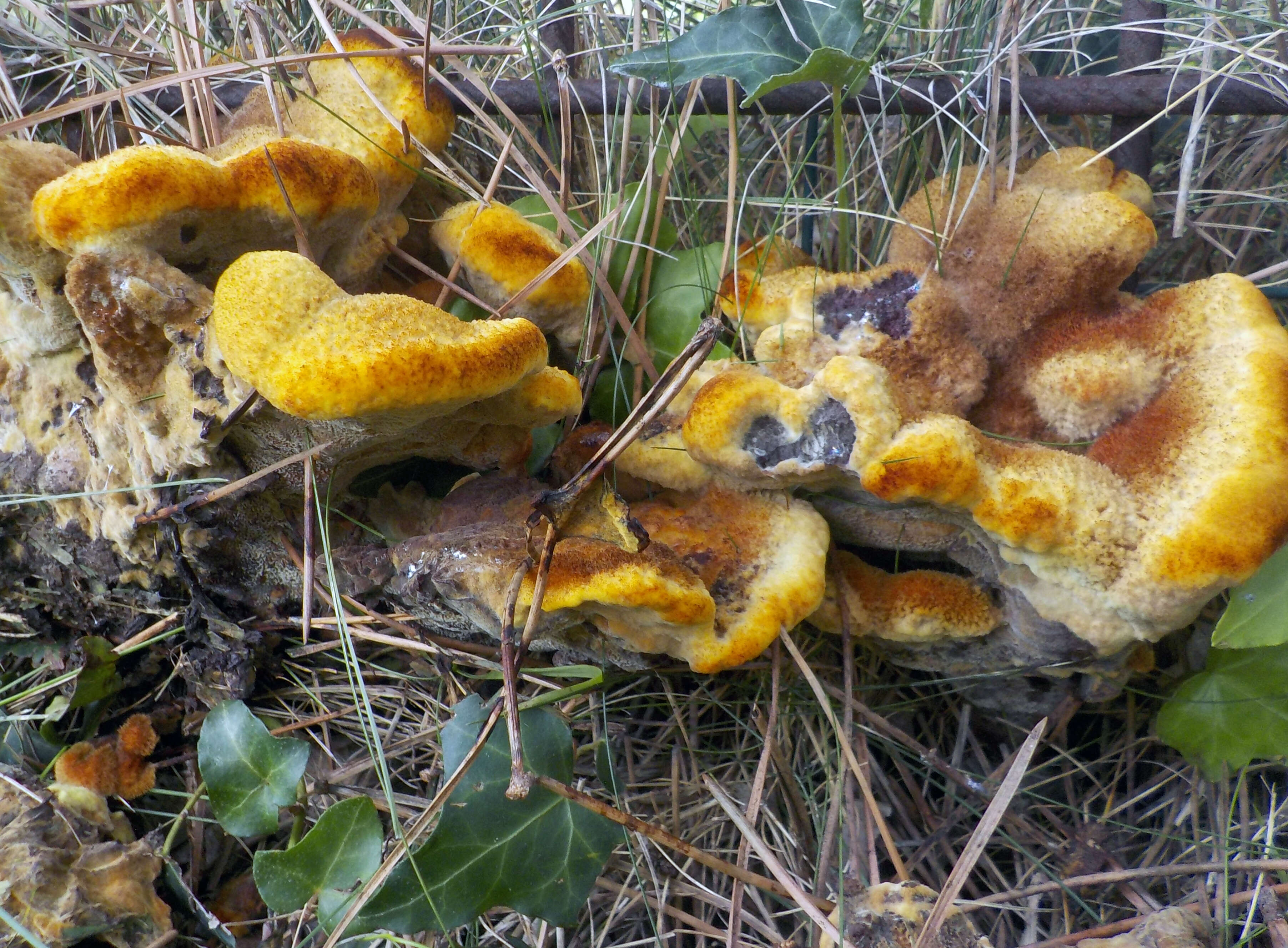 Image of dyer's polypore