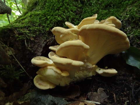 Image of Bracket Fungus