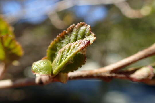 Imagem de Alnus orientalis Decne.