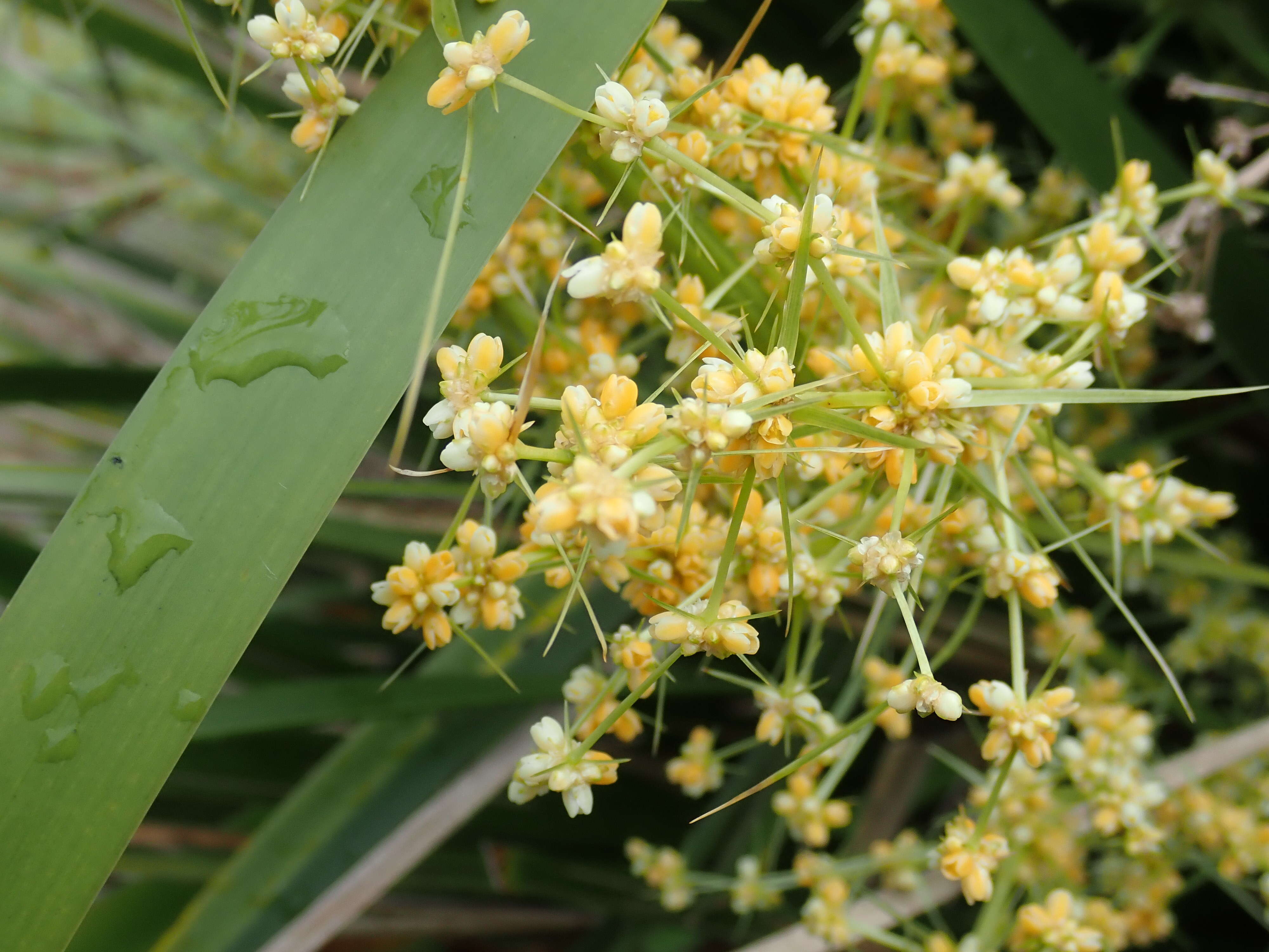 Image of Lomandra hystrix (R. Br.) L. R. Fraser & Vickery