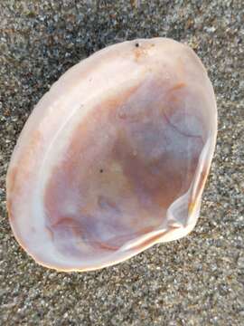 Image of surf clam