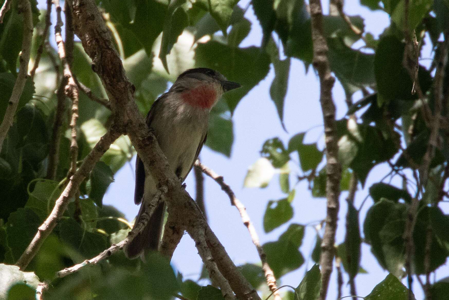 Pachyramphus aglaiae (Lafresnaye 1839) resmi