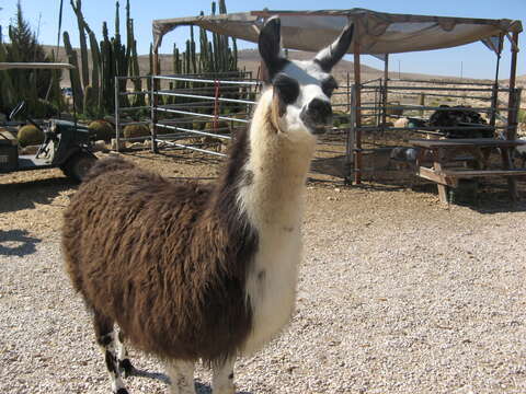 Image of llama