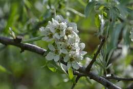 Plancia ëd Pyrus salicifolia Pall.