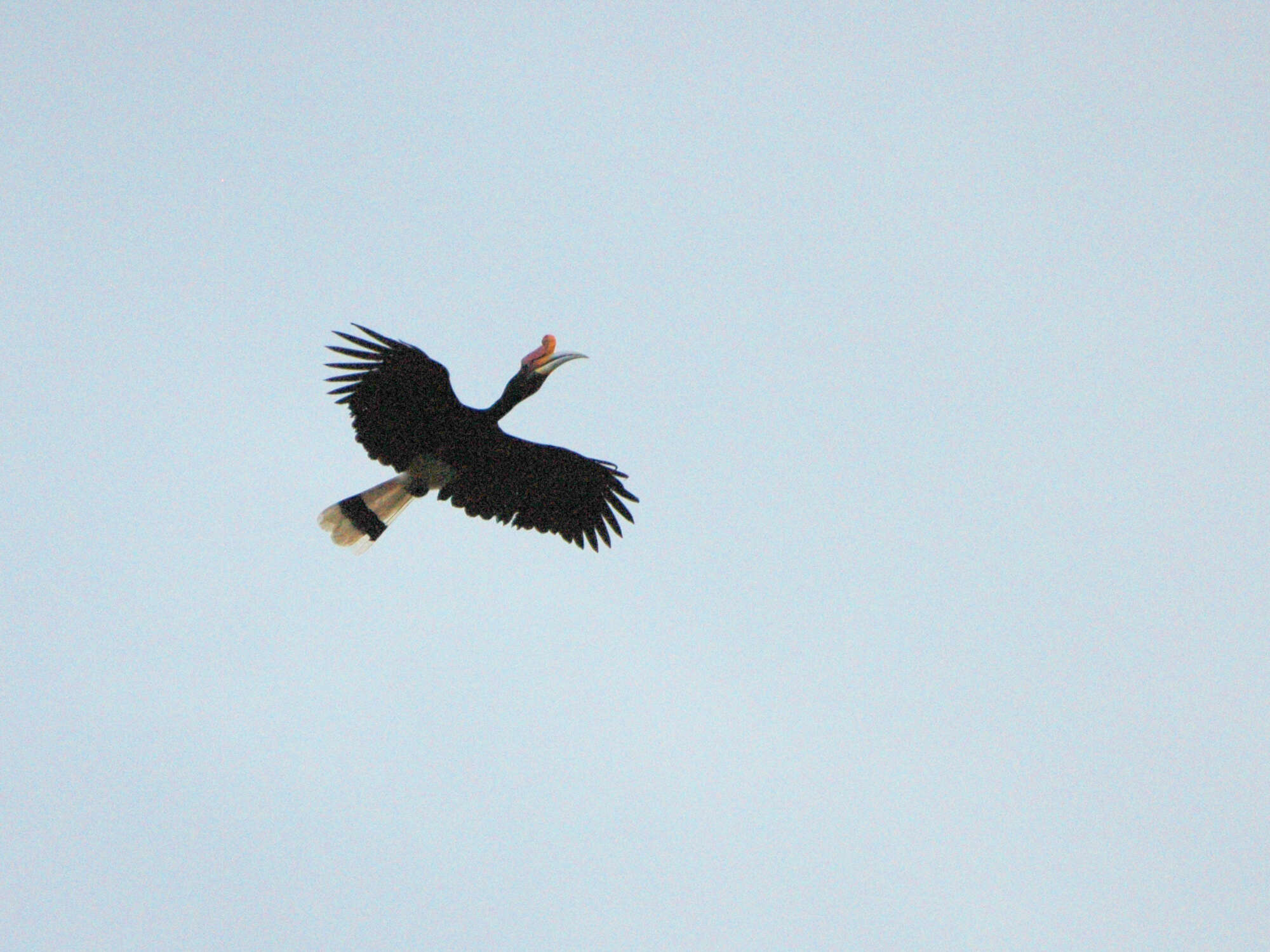 Image of Rhinoceros Hornbill