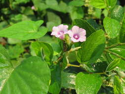 Plancia ëd Ipomoea triloba L.