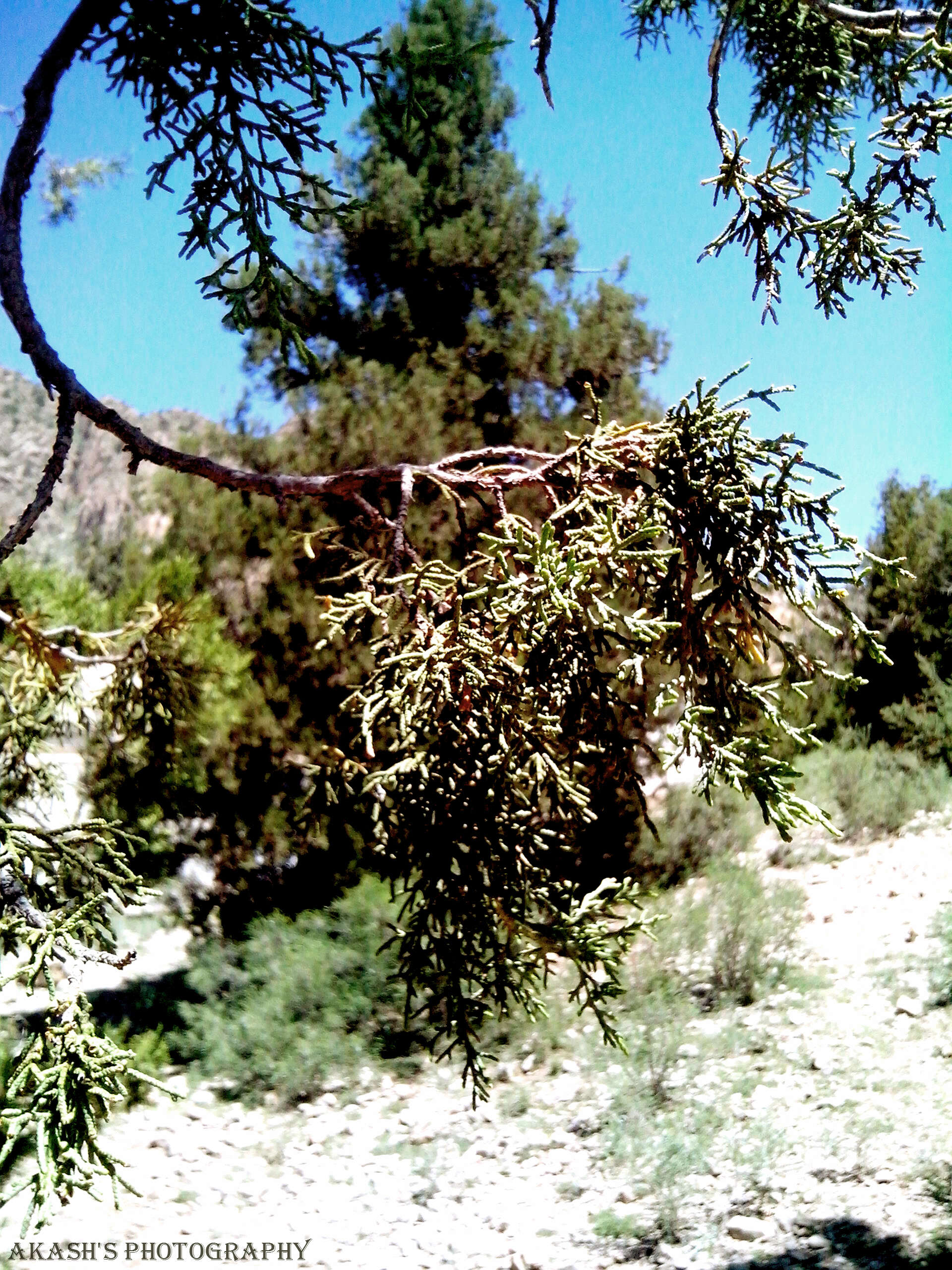 صورة Juniperus excelsa subsp. polycarpos (K. Koch) Takht.