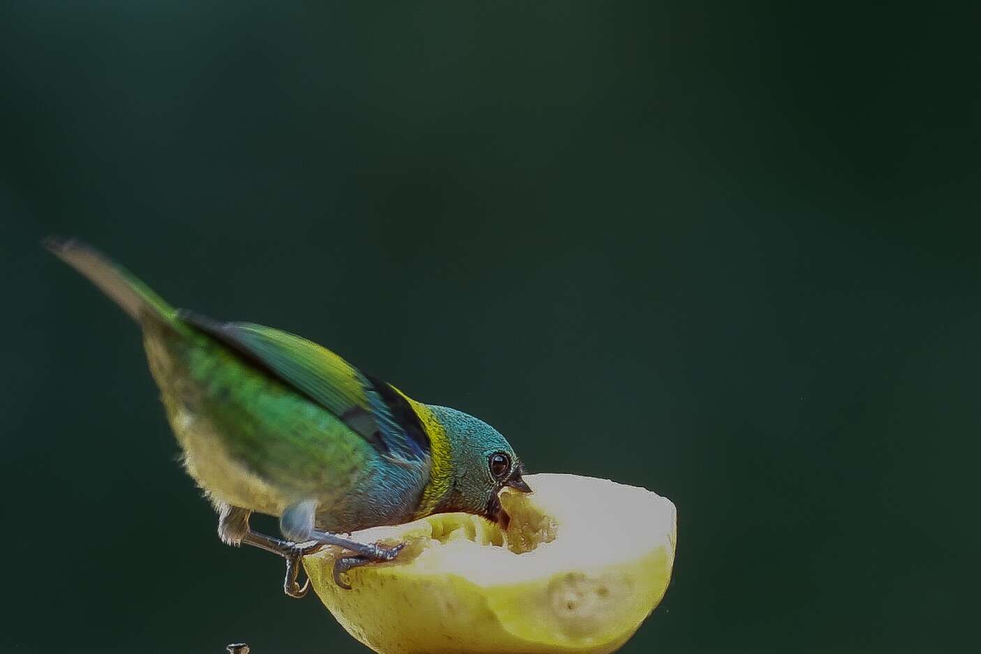 Image of Green-headed Tanager