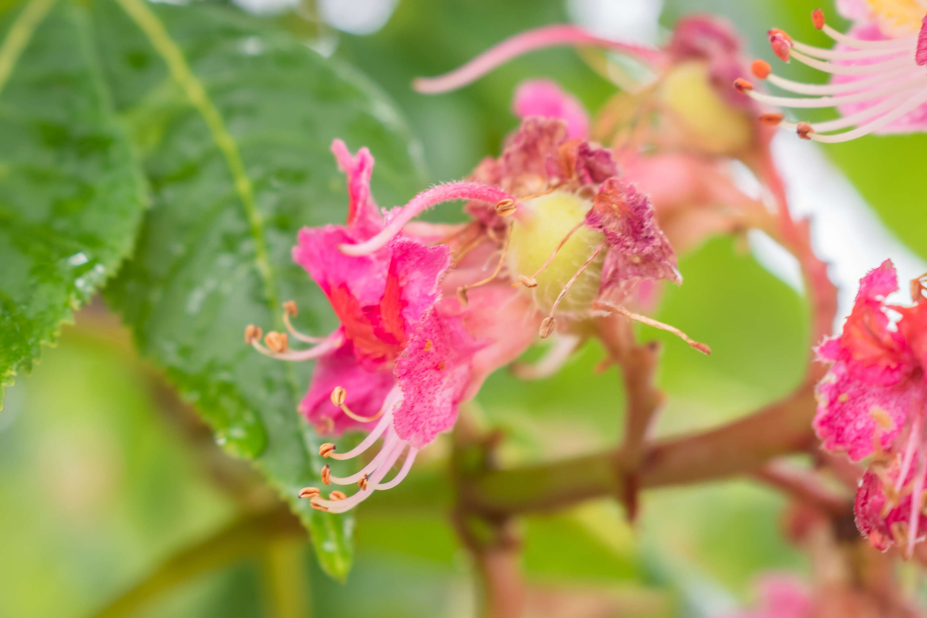 Image of red horse-chestnut