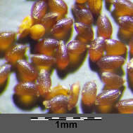 Image of dwarf rush