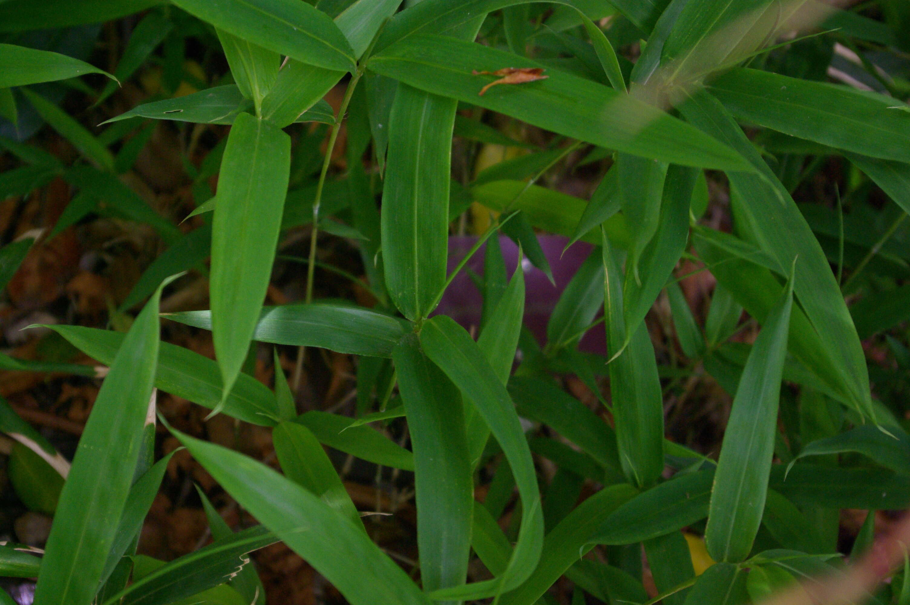 Image of Florida hobblebush