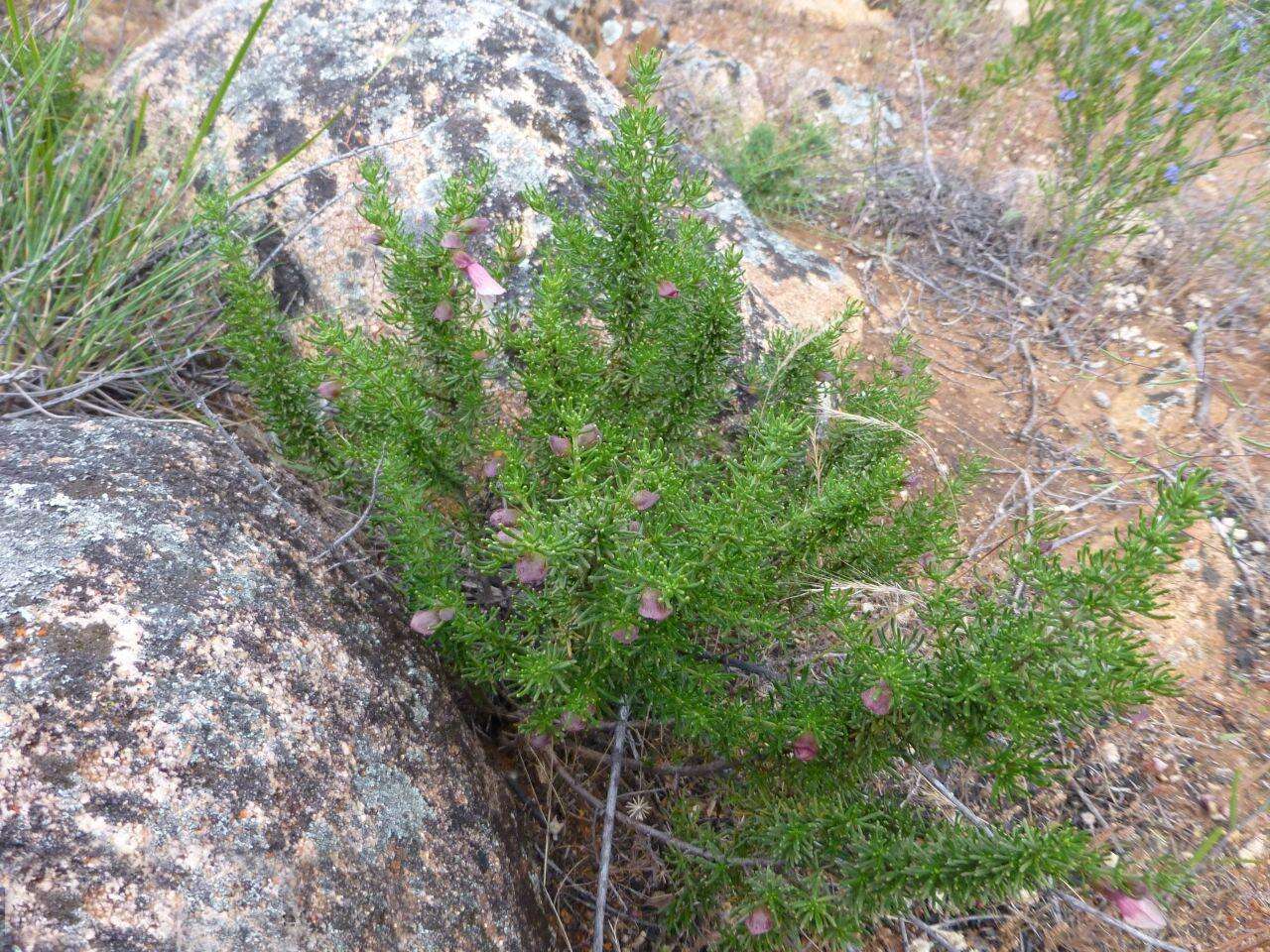 Image of Prostanthera florifera B. J. Conn