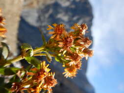 Image of Rocky Mountain goldenrod