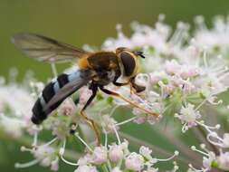 Image of Leucozona glaucia (Linnaeus 1758)