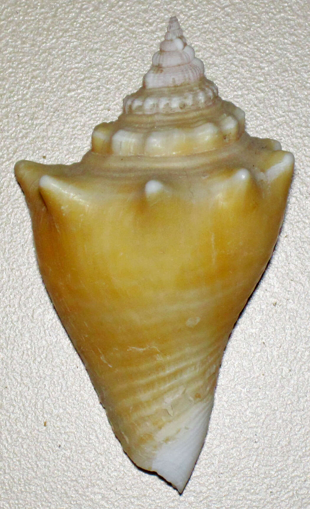 Image of West Indian fighting conch