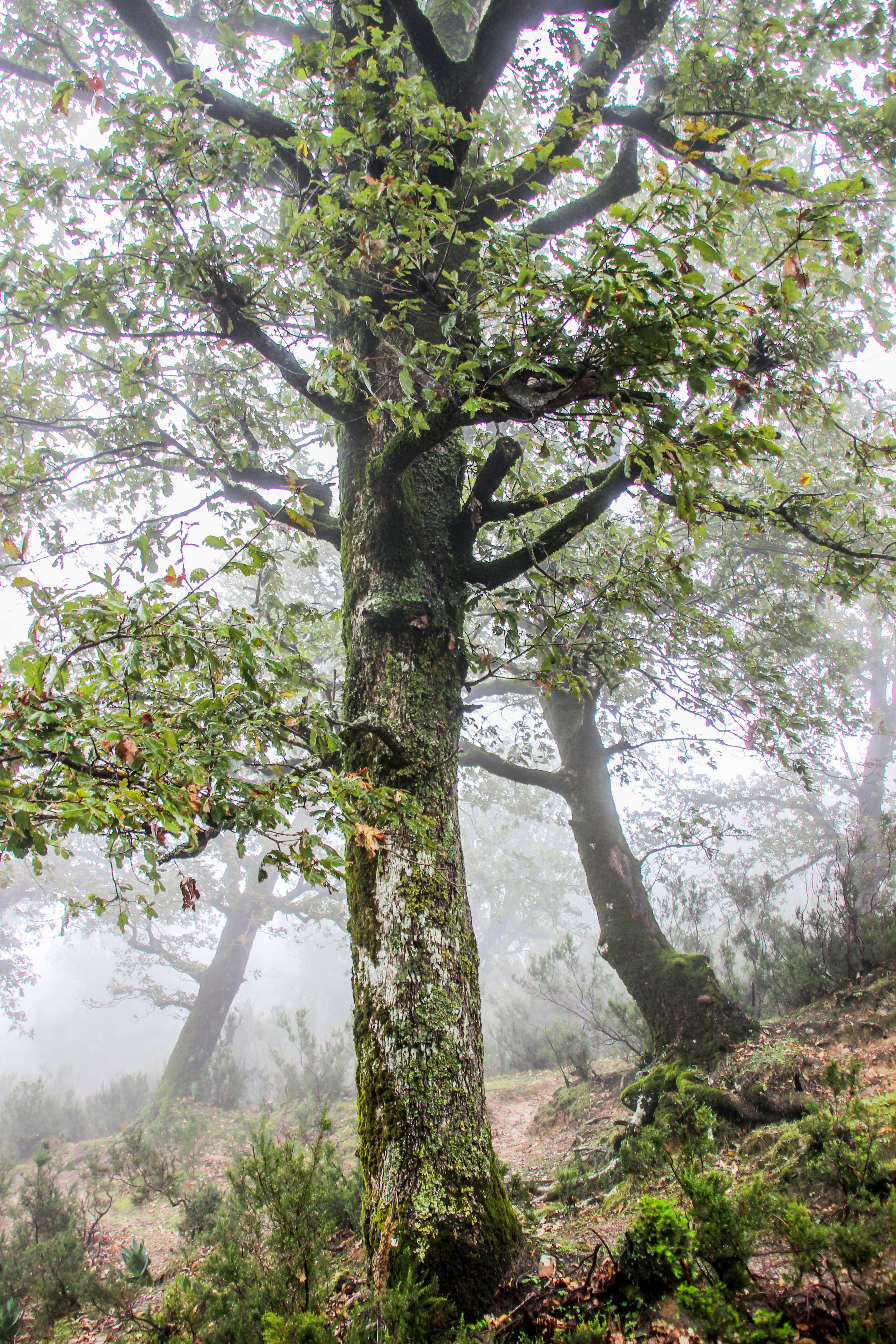 Слика од Quercus canariensis Willd.