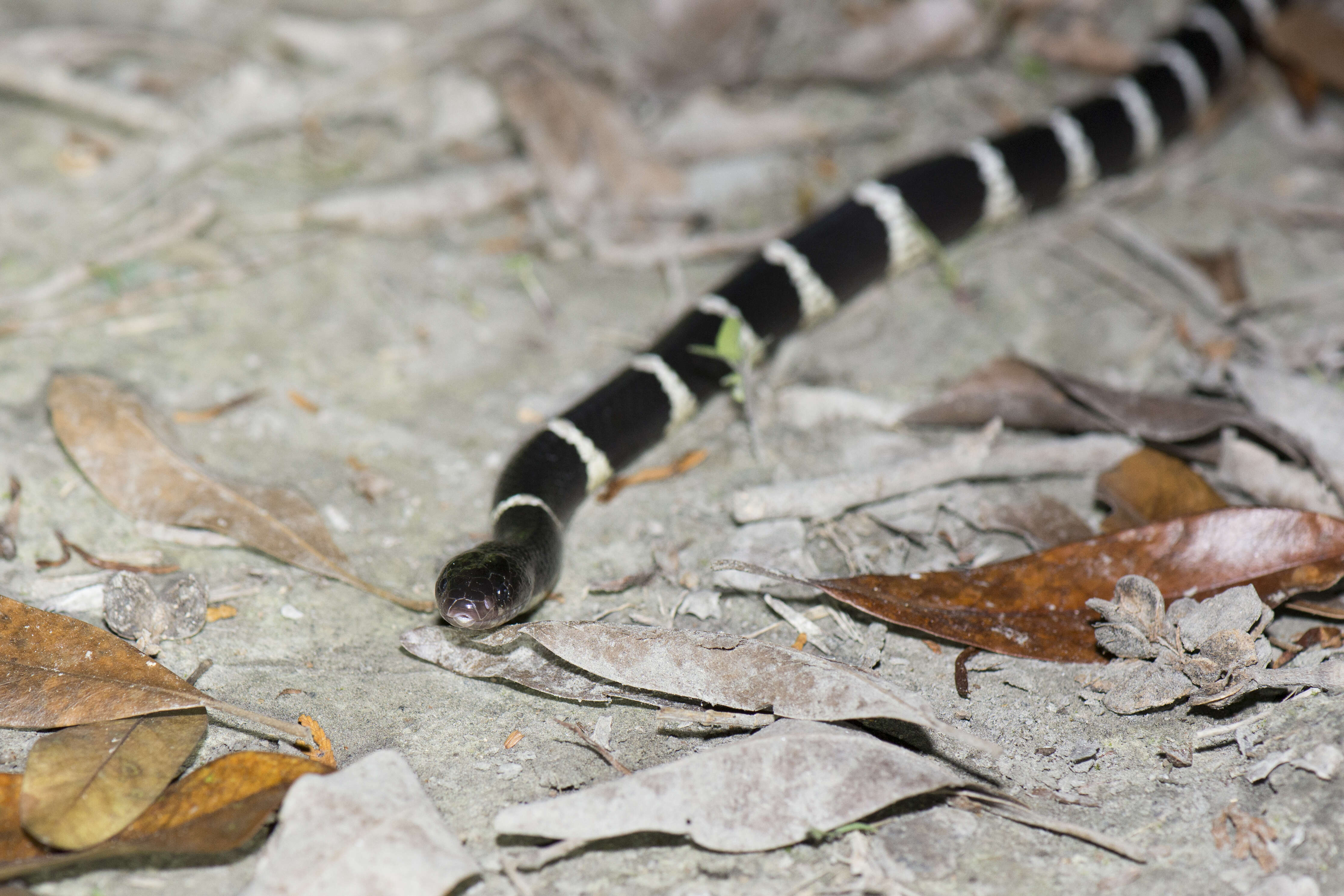 Image of Many-banded Krait