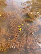 Plancia ëd Utricularia geminiscapa Benj.