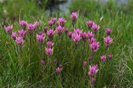 Image of Lemmon's Indian paintbrush